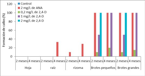 Formación de callos en Perezia coerulescens