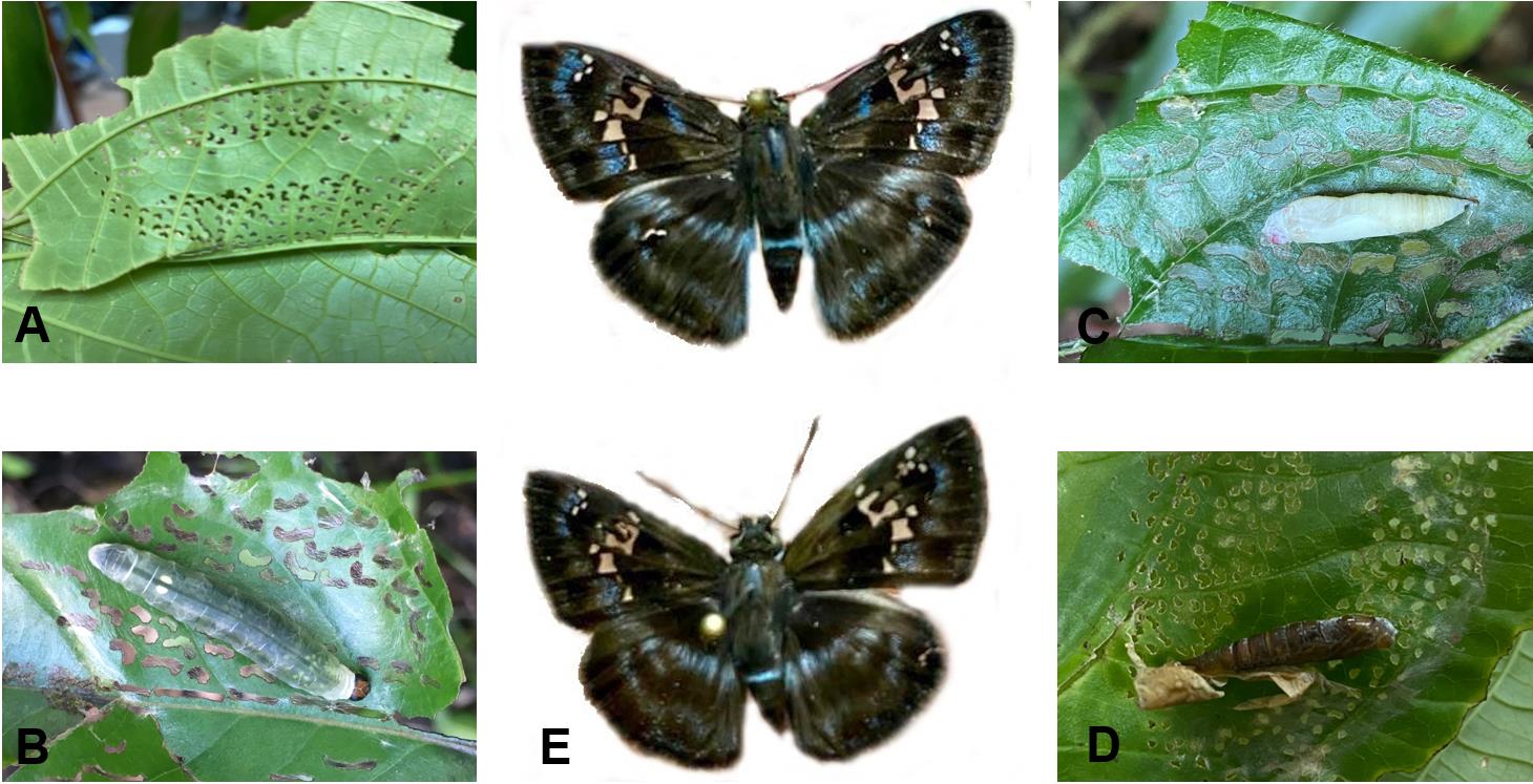 Quadrus cerialis